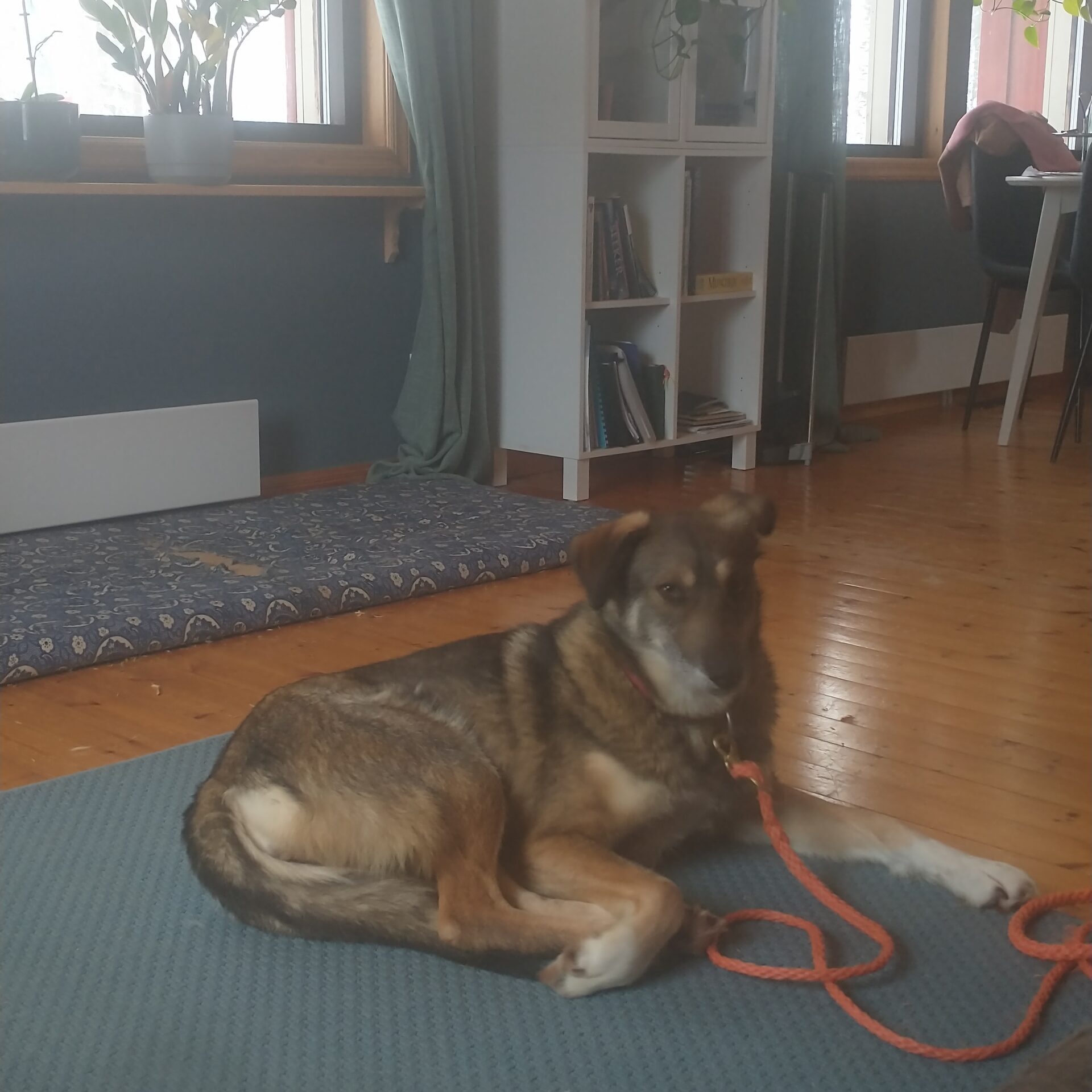 Sarma lying down