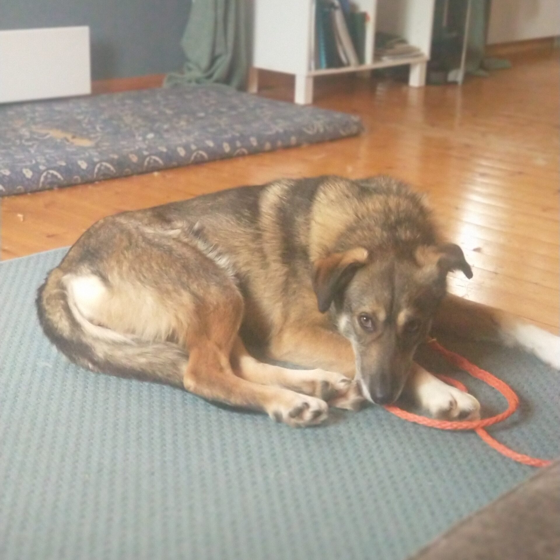 Sarma lying down