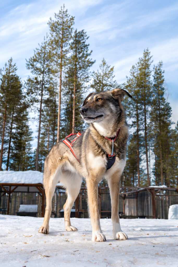 Sarma standing in the dog yard with her harness on