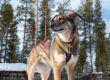 Sarma standing in the dog yard with her harness on
