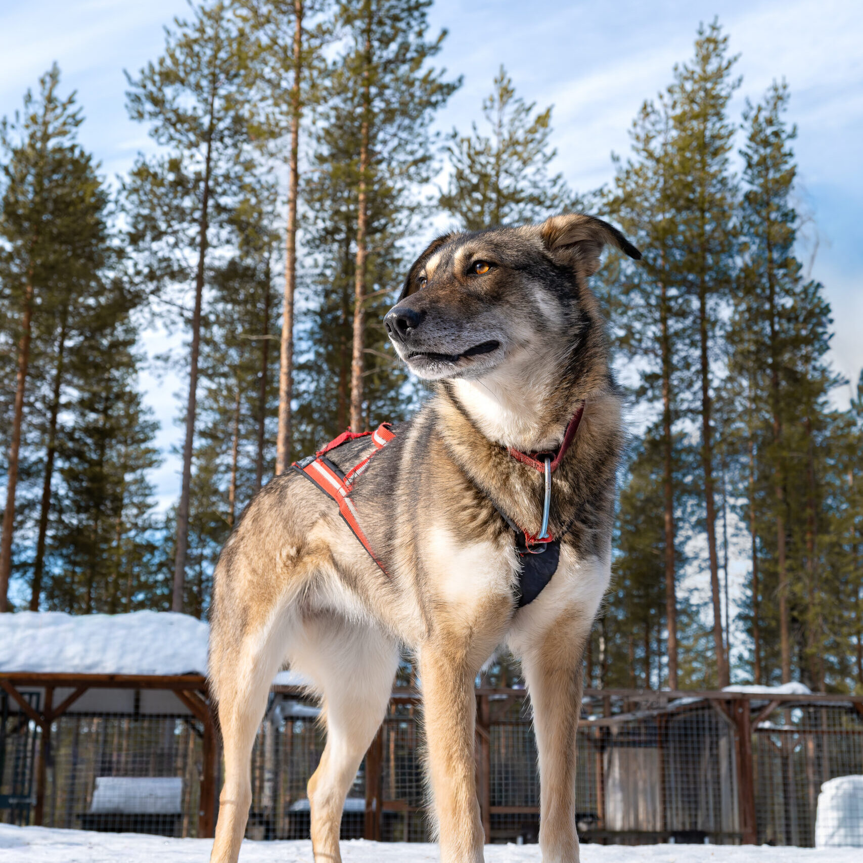Sarma standing in the dog yard with her harness on