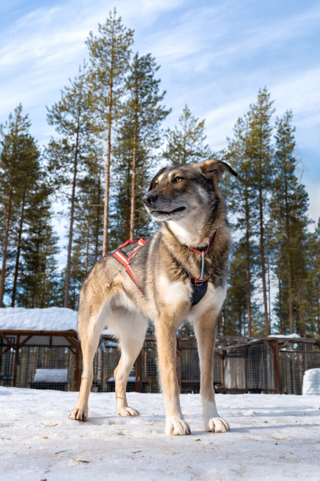 Sarma standing in the dog yard with her harness on