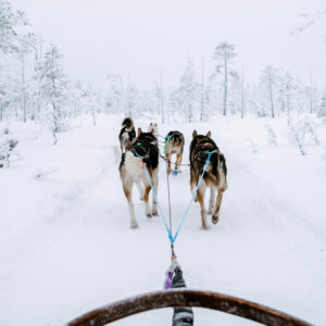 Alaskan Huskies Pulling a Sled on the Call of the Wild tour in Rovaniemi