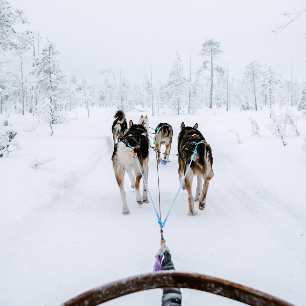 Alaskan Huskies Pulling a Sled on the Call of the Wild tour in Rovaniemi