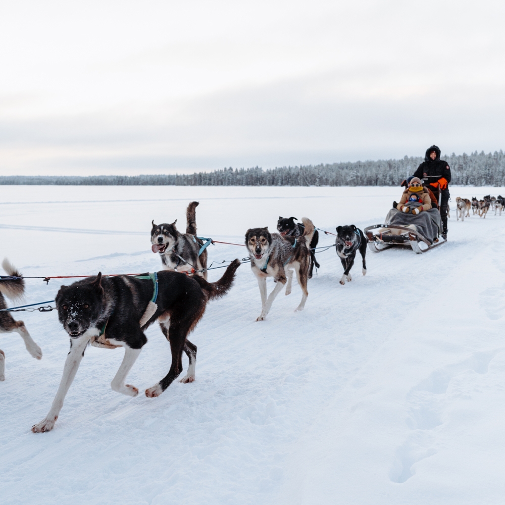 Family riding with a musher on the Running with the Pack tour in Rovaniemi