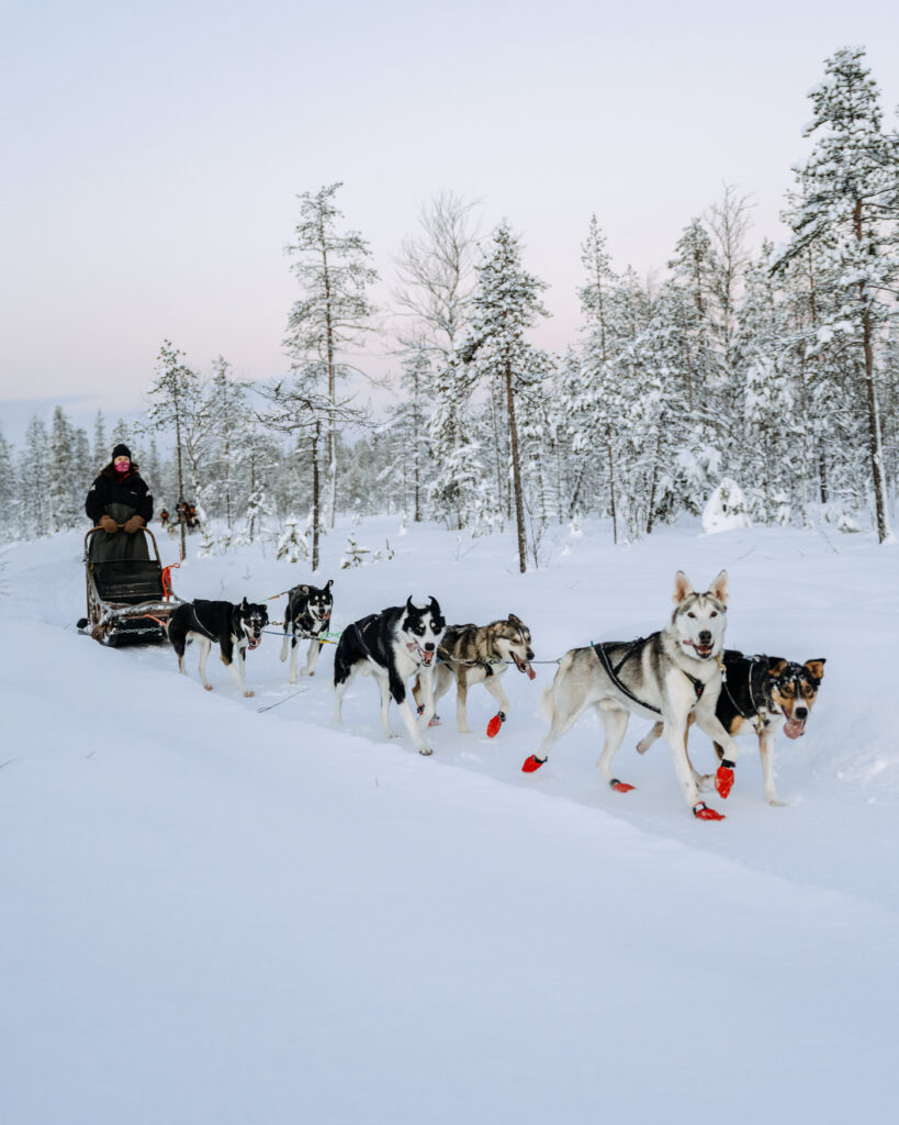 A dog team gliding through the snowy forest