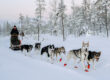 A dog team gliding through the snowy forest