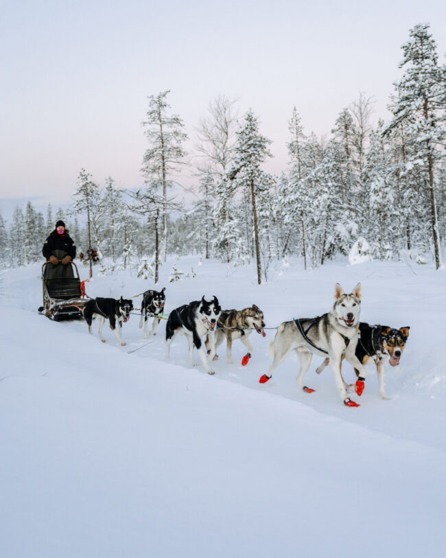 A dog team gliding through the snowy forest