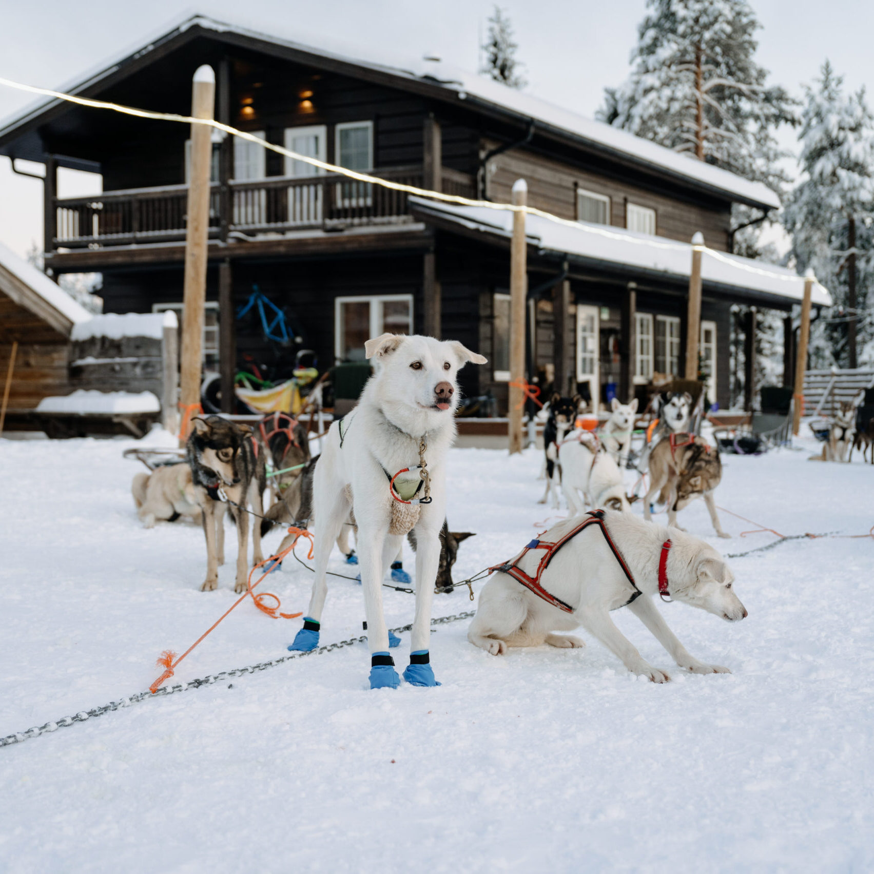Alaskan husky Dozer sticking his tongue out