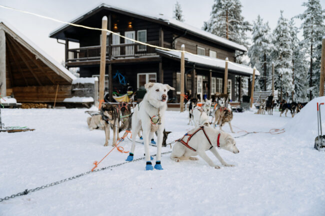 Alaskan husky Dozer sticking his tongue out