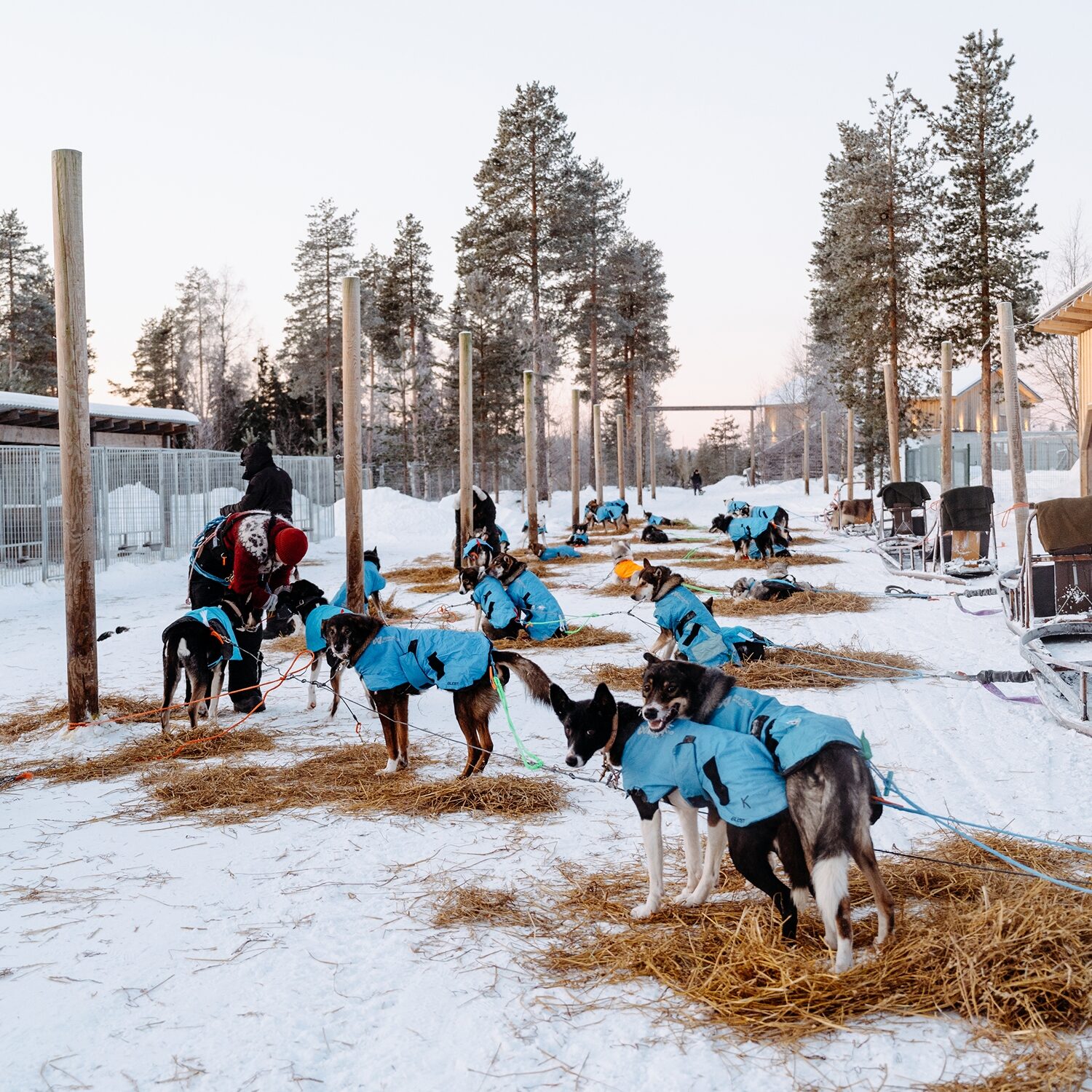 Dogs lined up on the starting chute