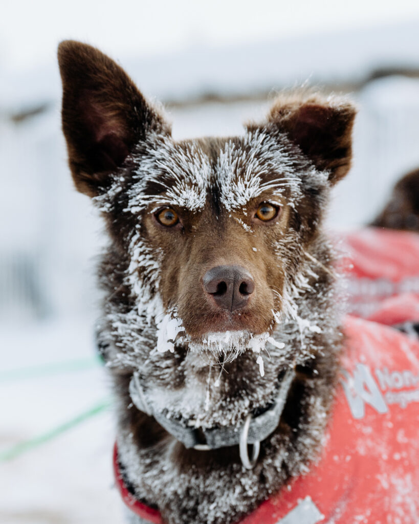 A dog with a frozen face looking at the camera