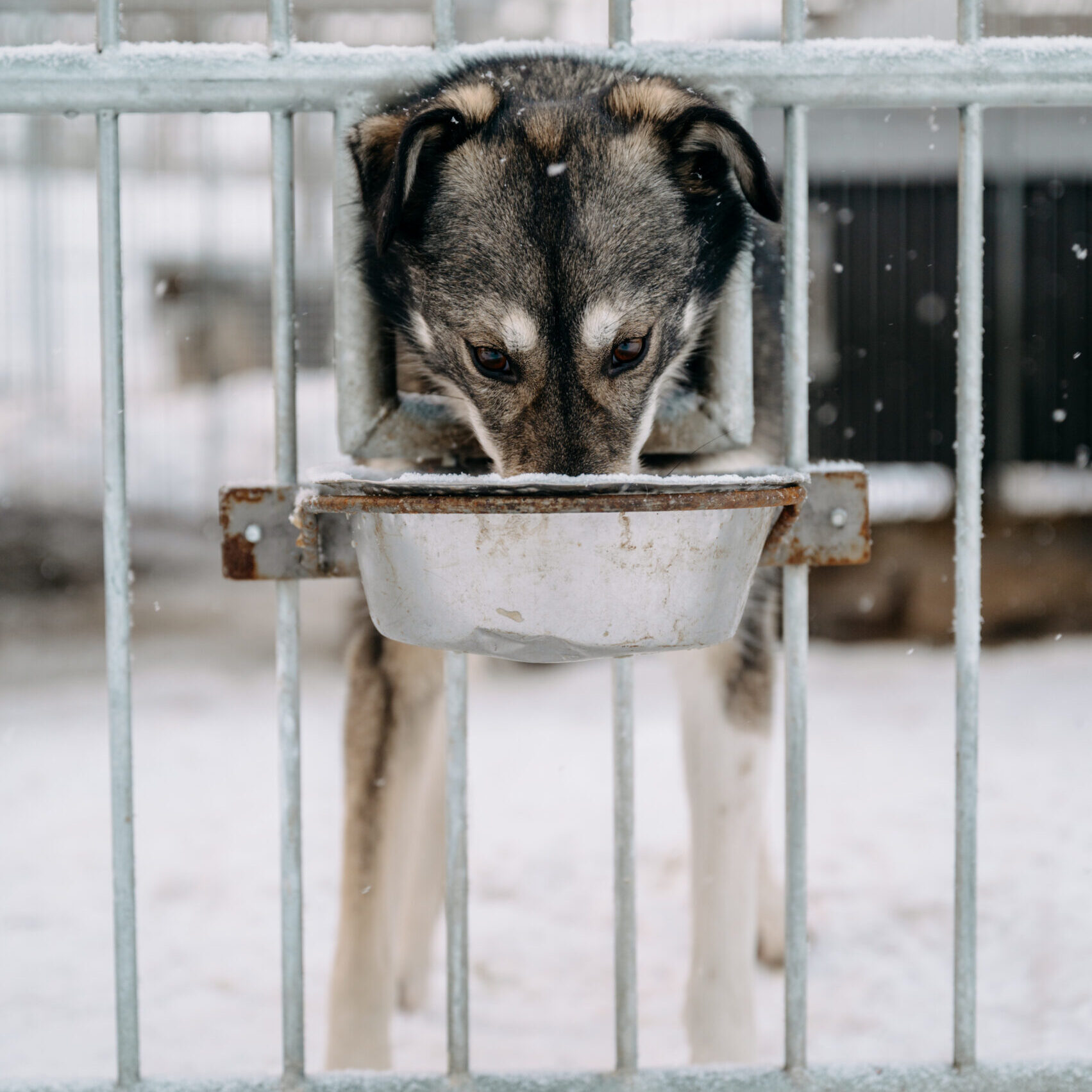 Alaskan husky eating their meal