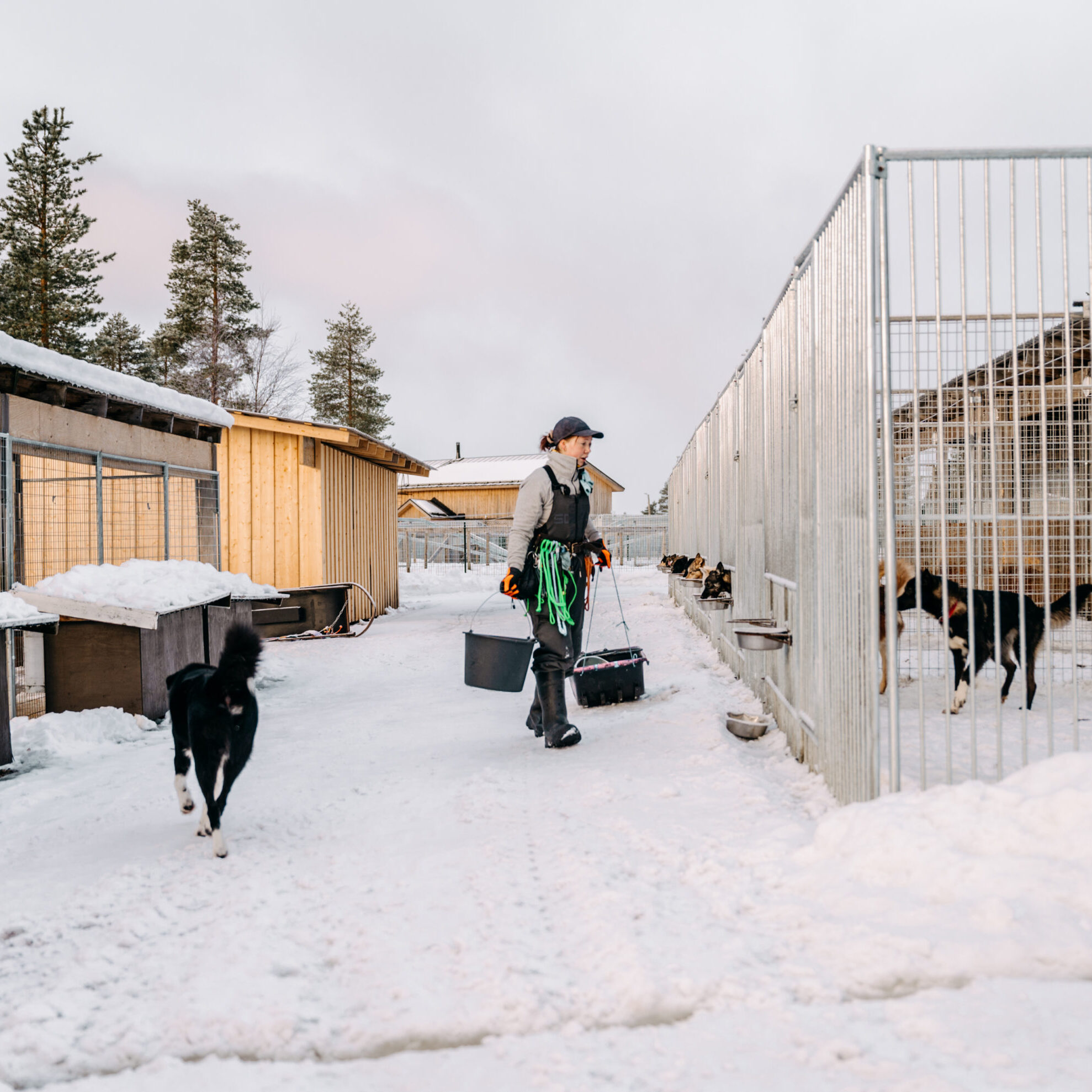 Staff member feeding the dogs
