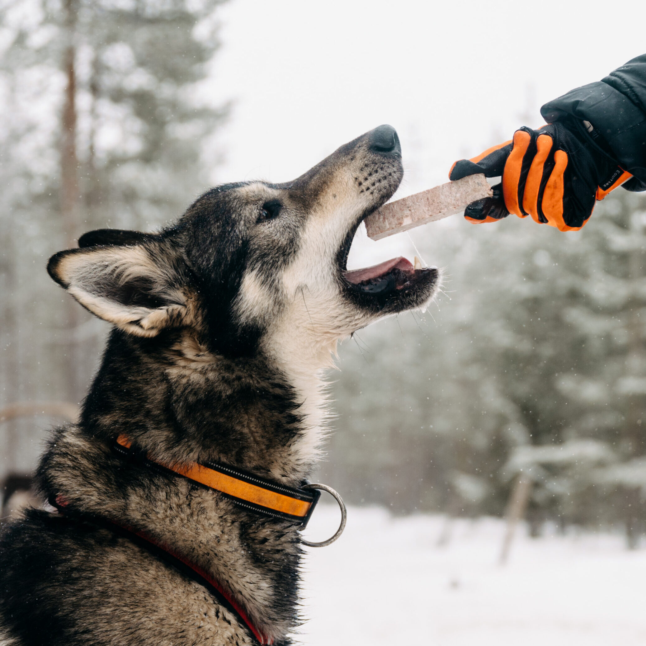 Alaskan husky Tschakko taking a snack