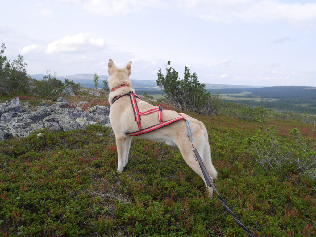 Alaskan Husky Tulva looking over the fell landscape of Lapland