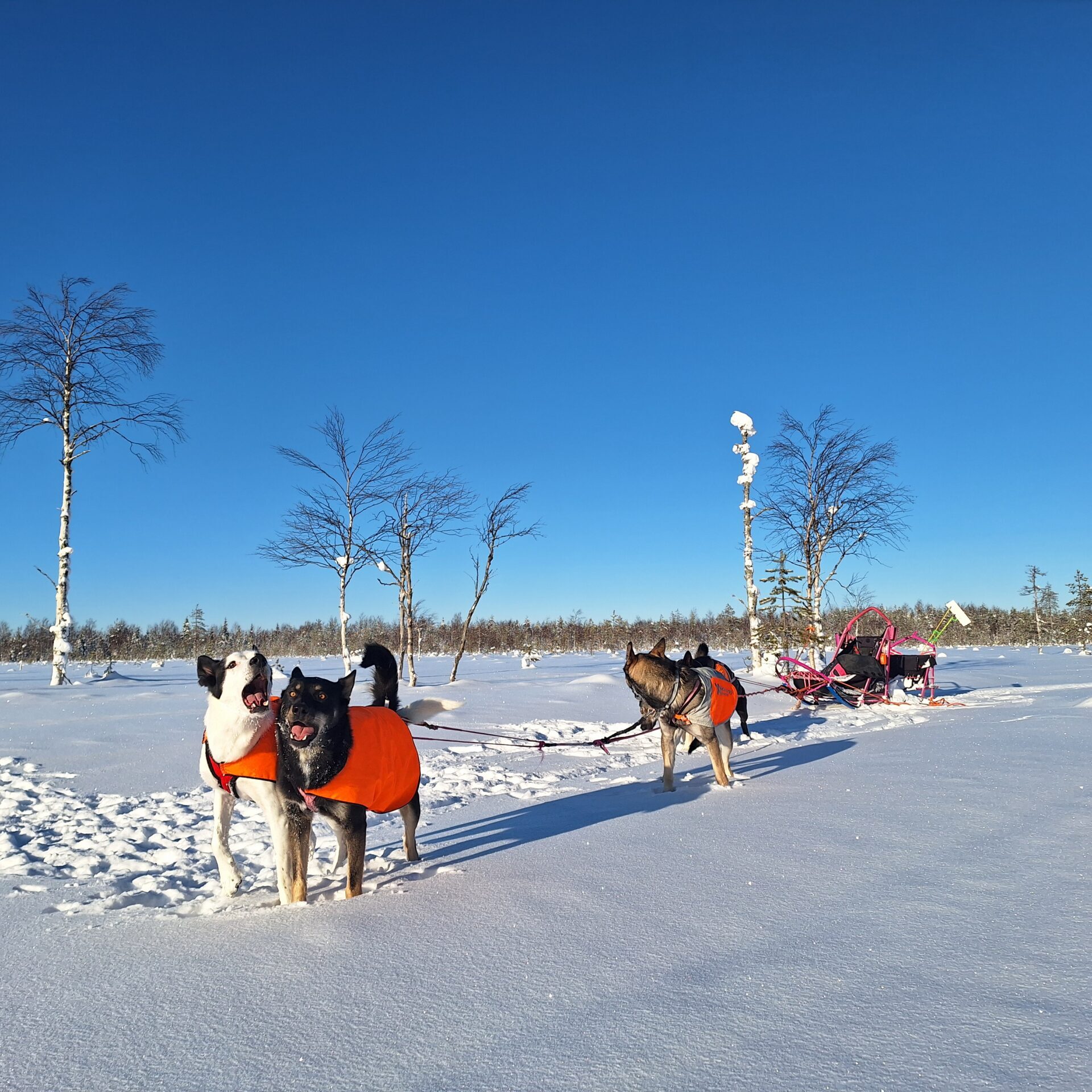 Alaskan Huskies in front of a winter wonderland landscape