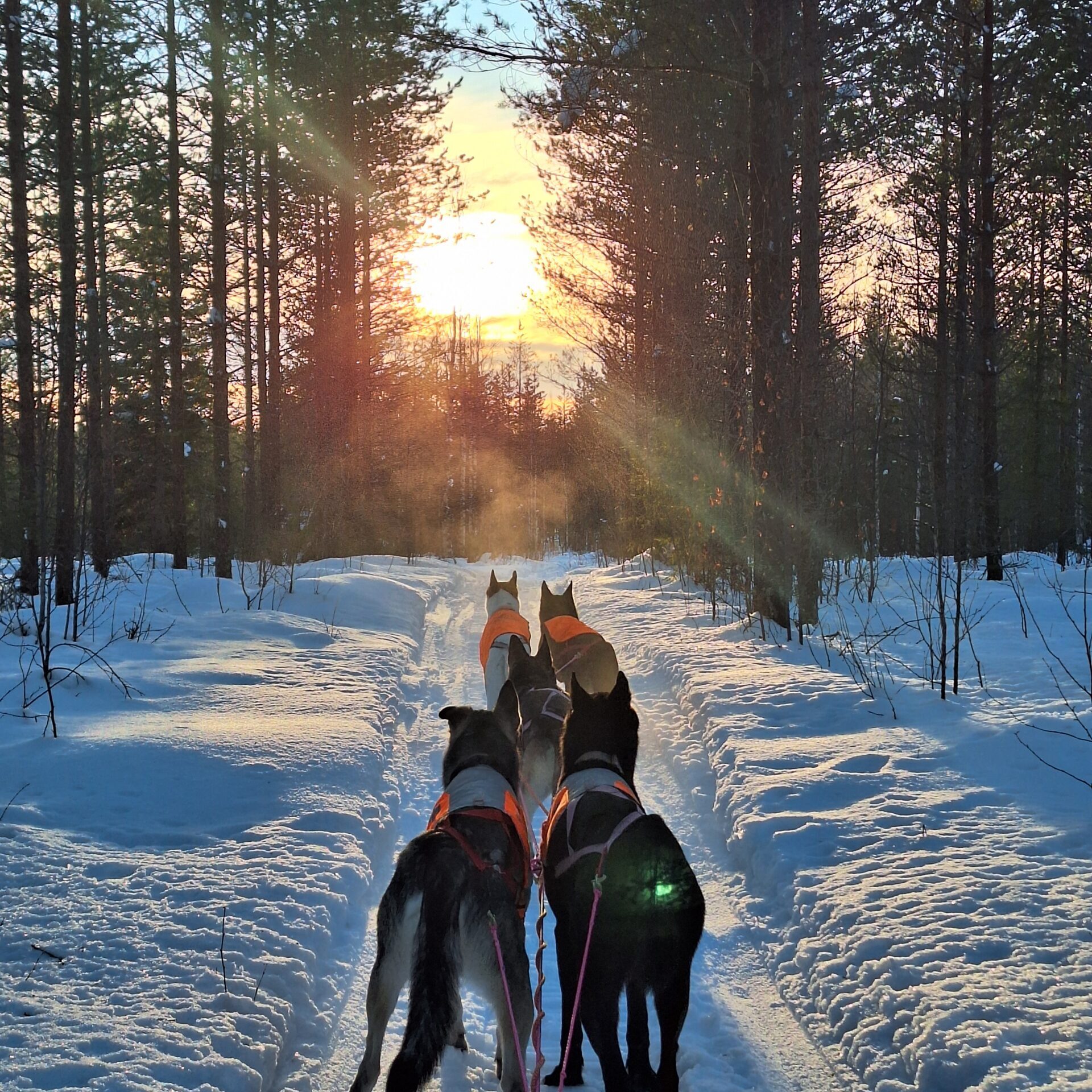 A team of sled dogs pointing towards the sun on the horizon