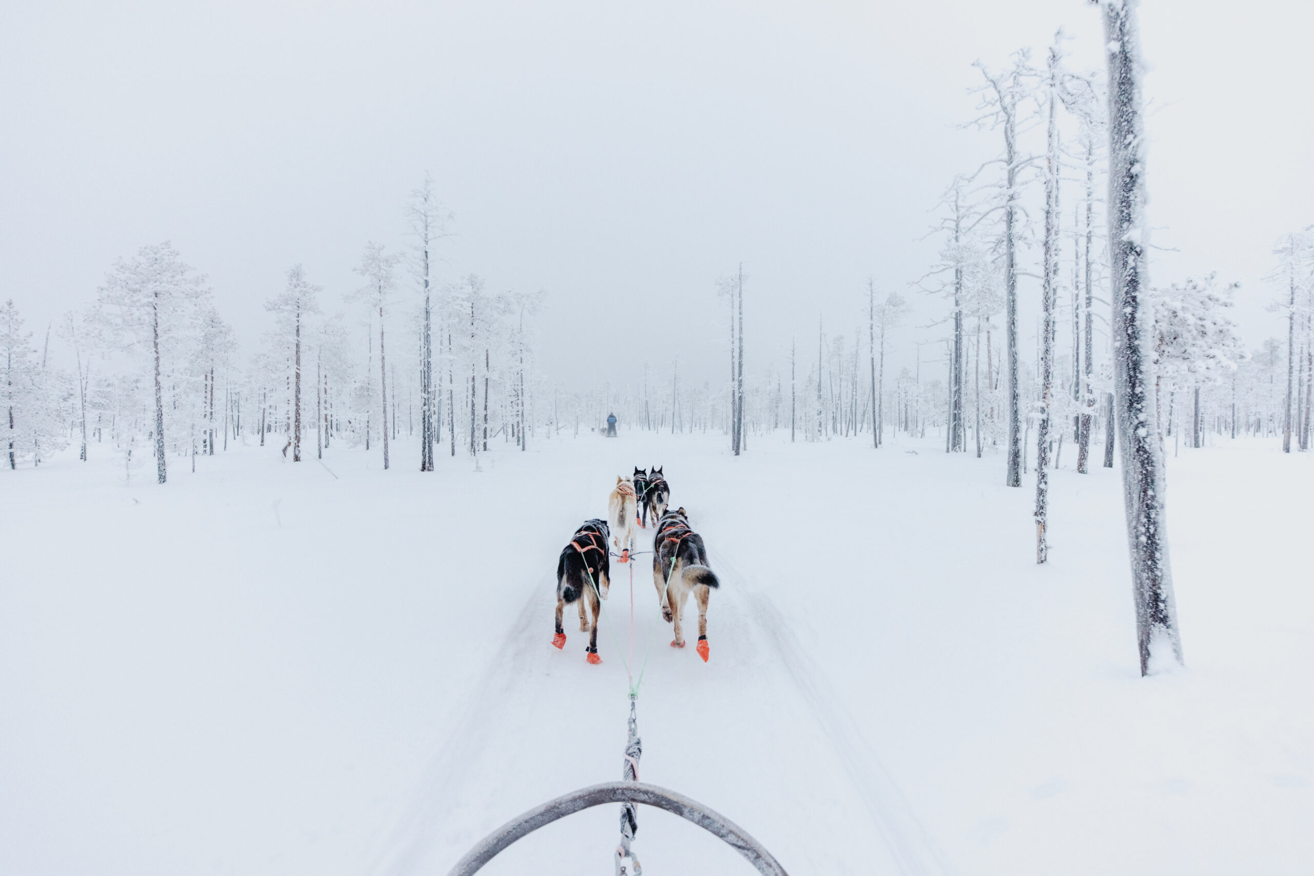 Bearhill Husky Dog Sledding Safaris in Rovaniemi, Finnish Lapland