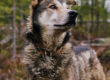 Alaskan husky Luke in front of a forest landscape