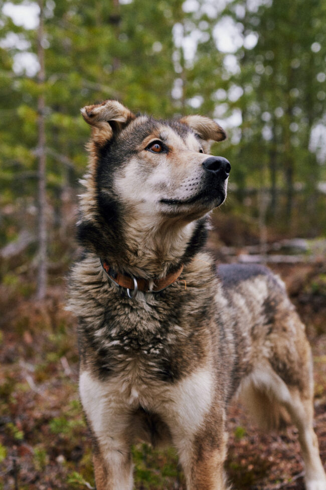 Alaskan husky Luke in front of a forest landscape