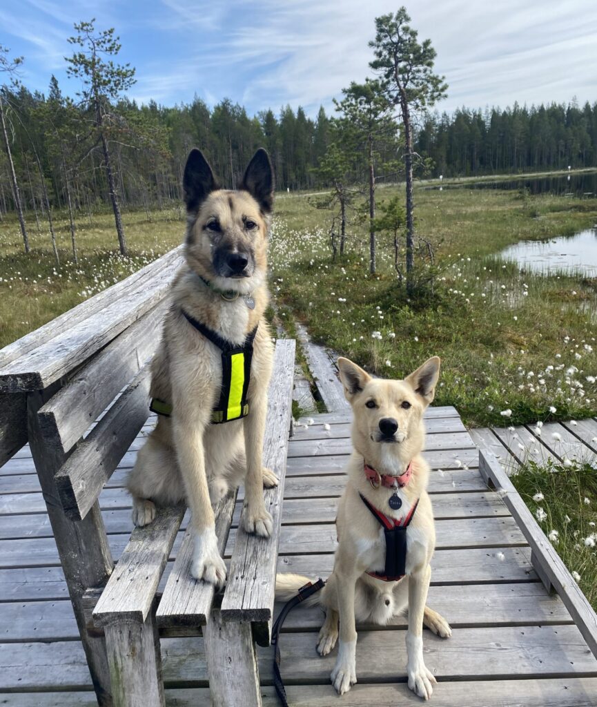 Alaskan Huskies Buck and Tulva posing in front of a swamp