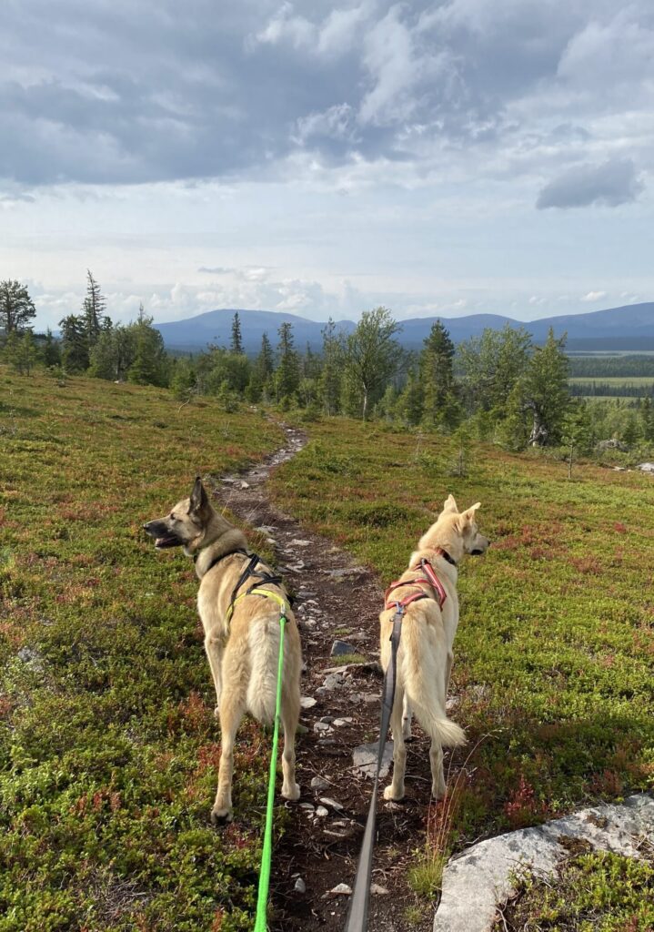 Alaskan Huskies Buck and Tulba watching the Lappish scenerey