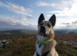 Alaskan Husky Buck in front of the Lappish fell landscape