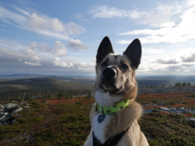Alaskan Husky Buck in front of the Lappish fell landscape