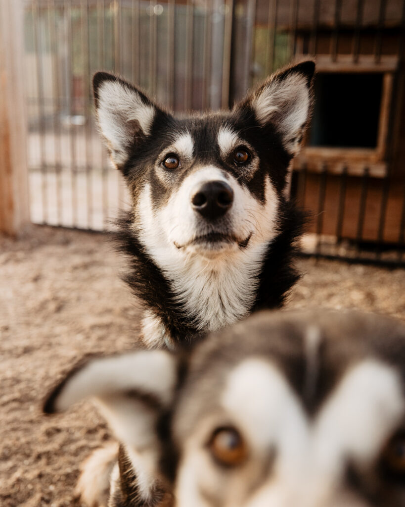 Two huskies looking into the camera