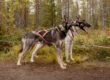 Two huskies standing poitning forward with a forest in the background