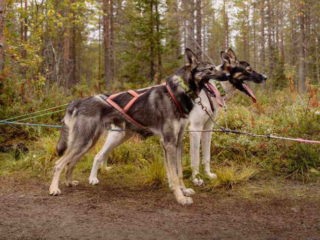 Two huskies standing poitning forward with a forest in the background