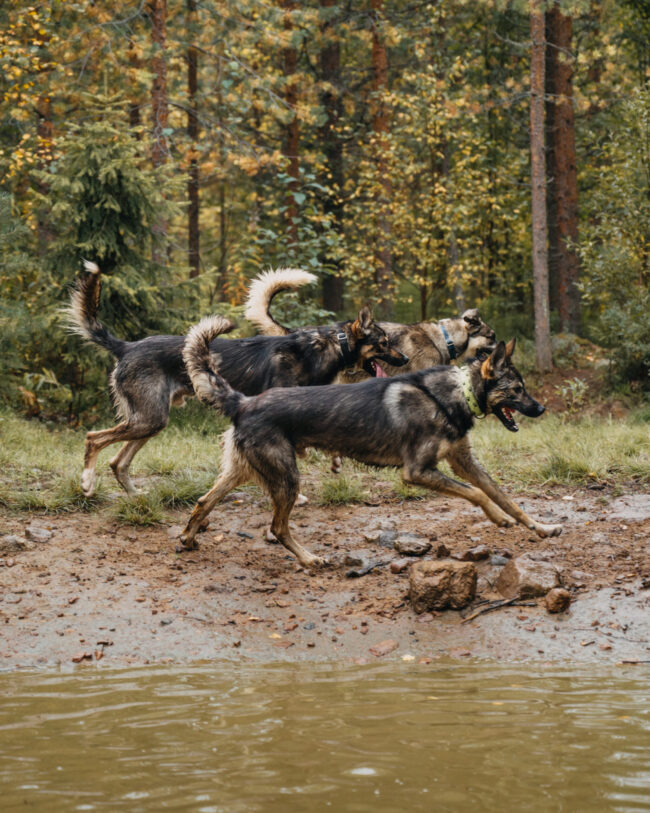 Huskies running free in the forest