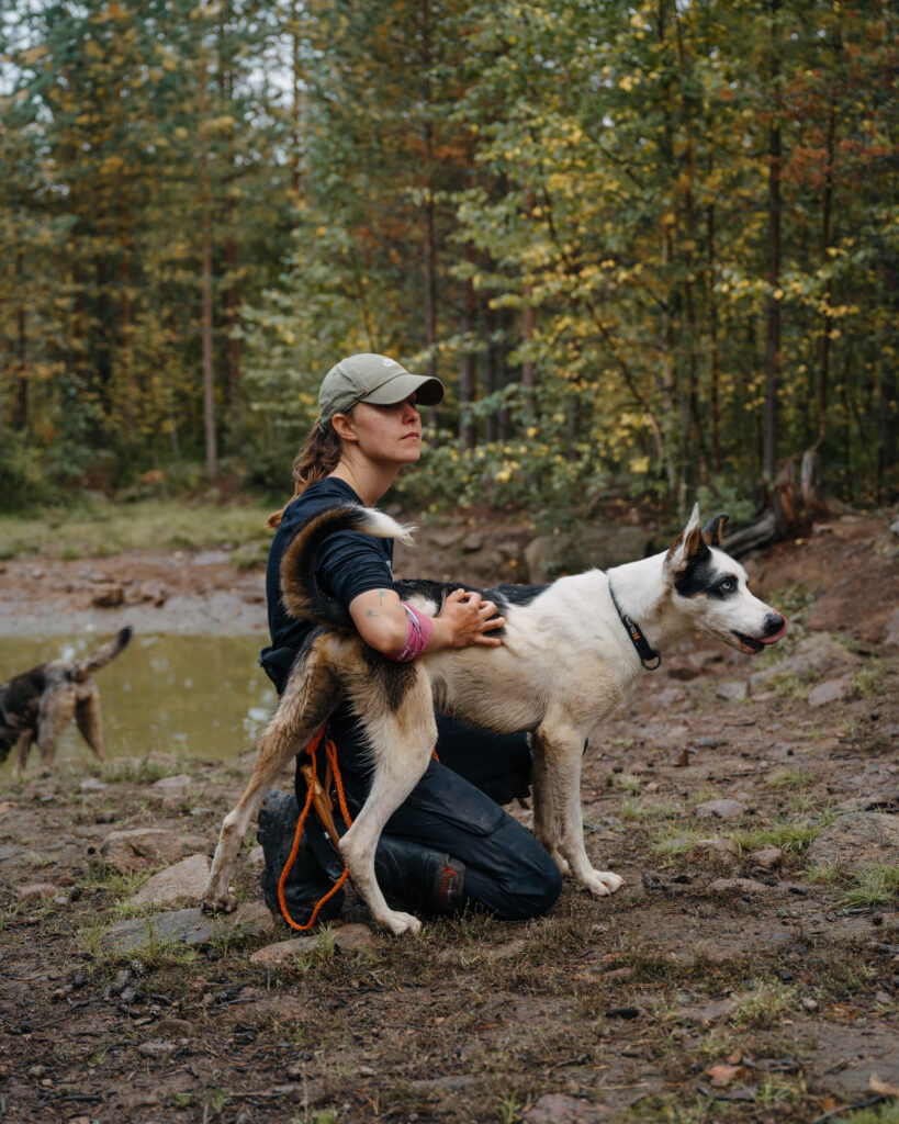 A staff member checking the body condition score of an Alaskan Husky