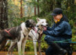 Cuddling with Alaskan Huskies