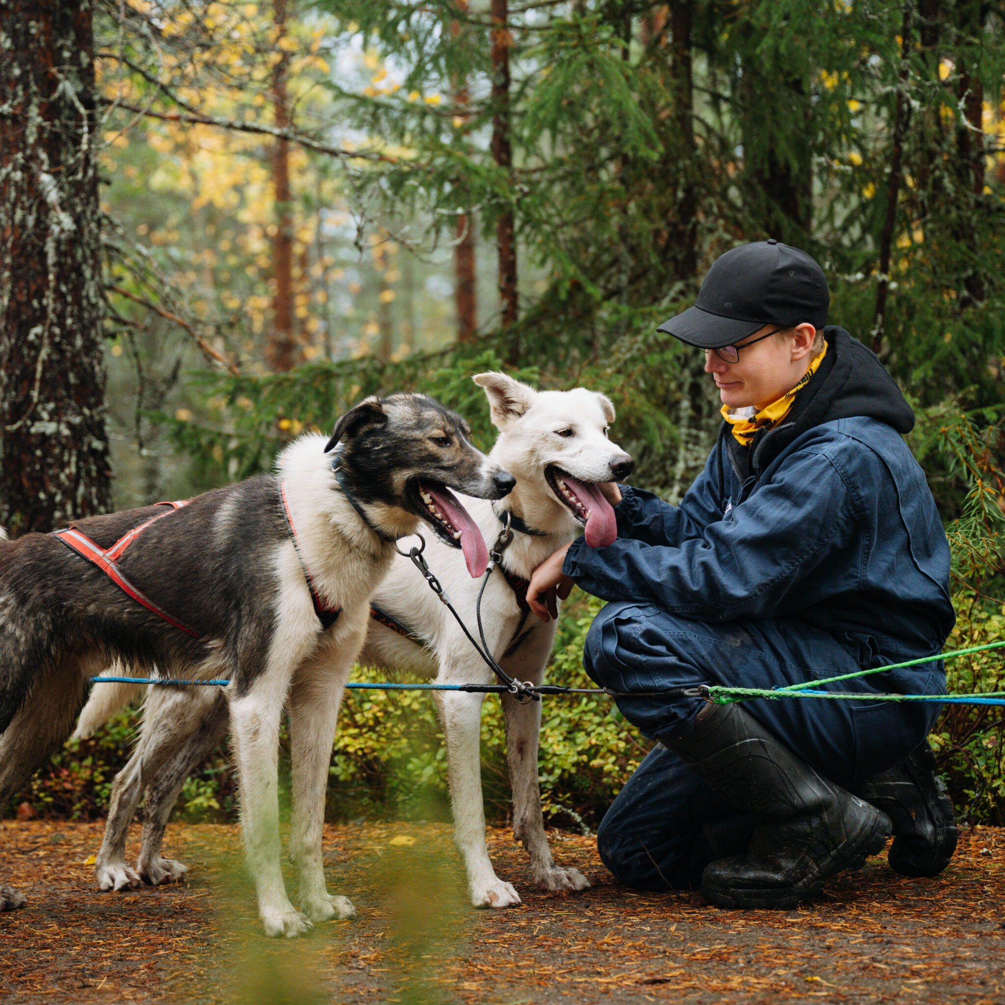 Cuddling with Alaskan Huskies