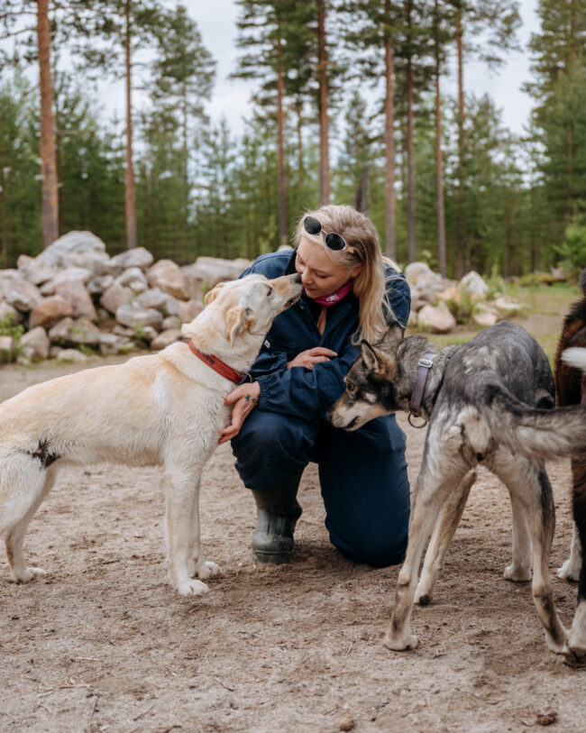 A guest cuddling with two Alaskan Huskies