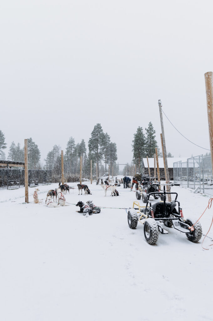 Huskies getting ready to pull carts