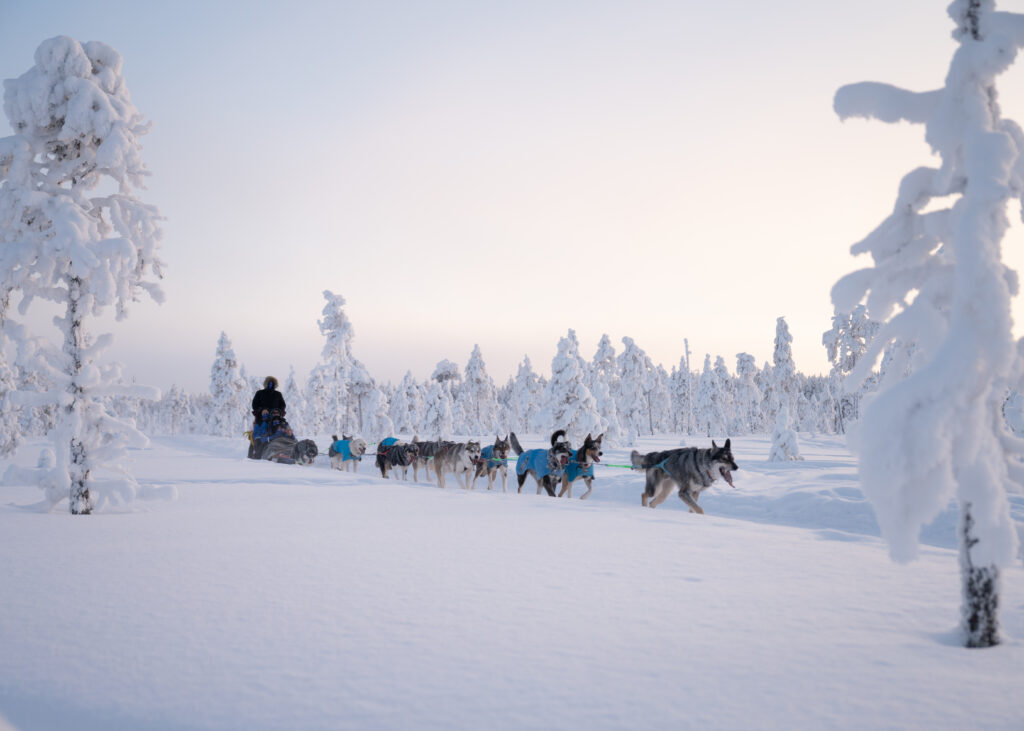 A team of huskies running through the snowy forest