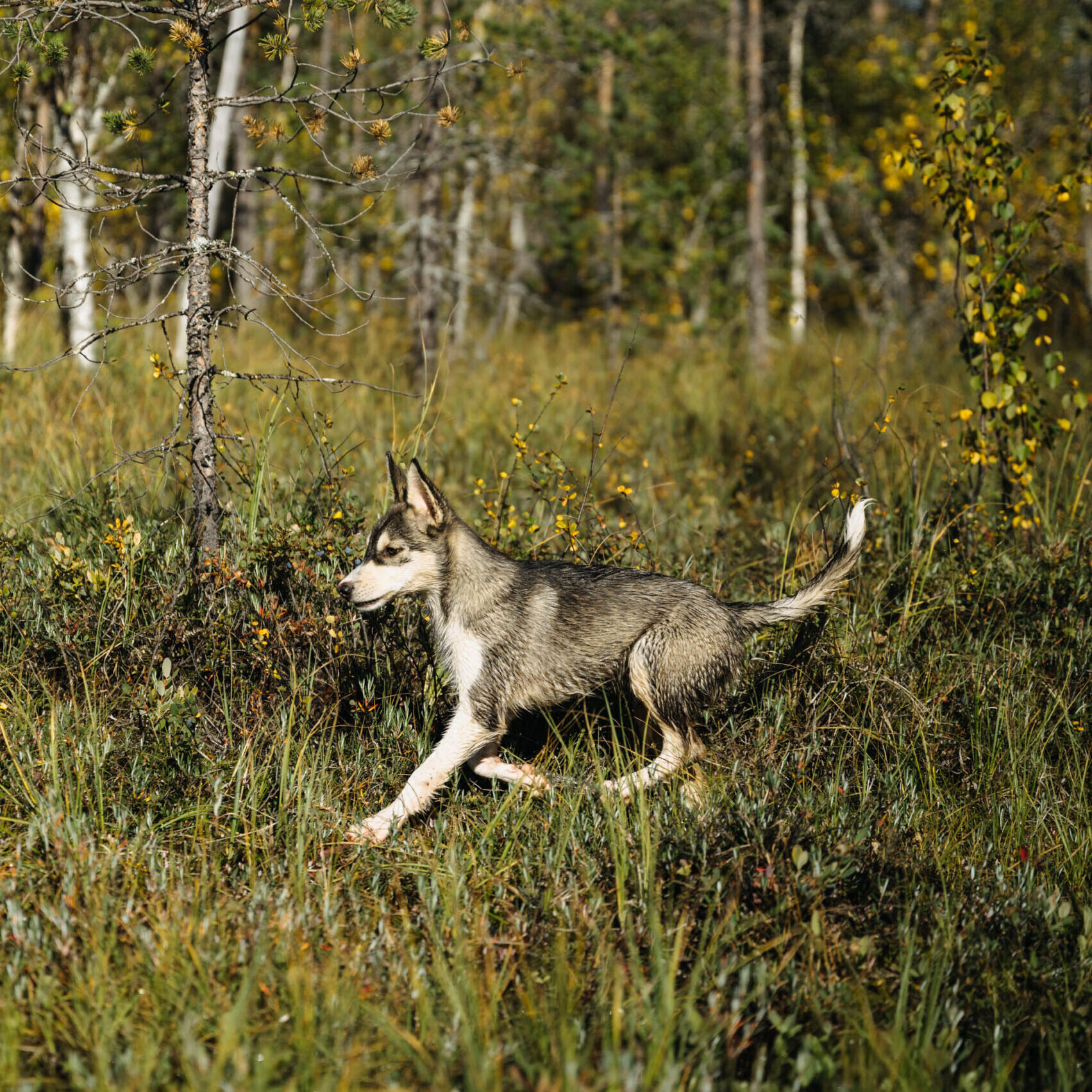 A husky puppy running in the forest