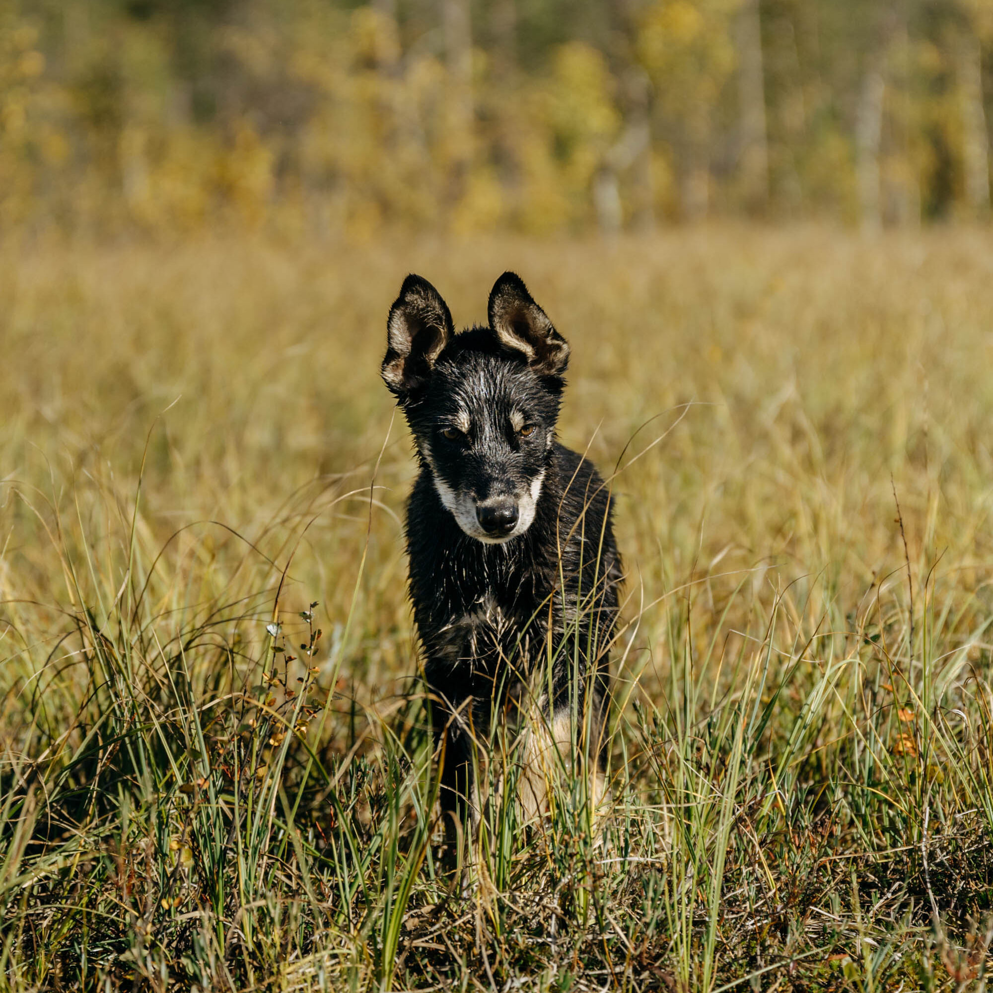 A puppy walk in the swamp