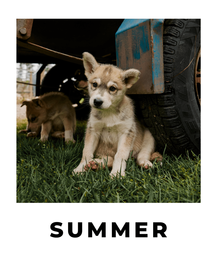 Interactive Virtual Tour of Bearhill Husky during the summer in Rovaniemi, Finnish Lapland