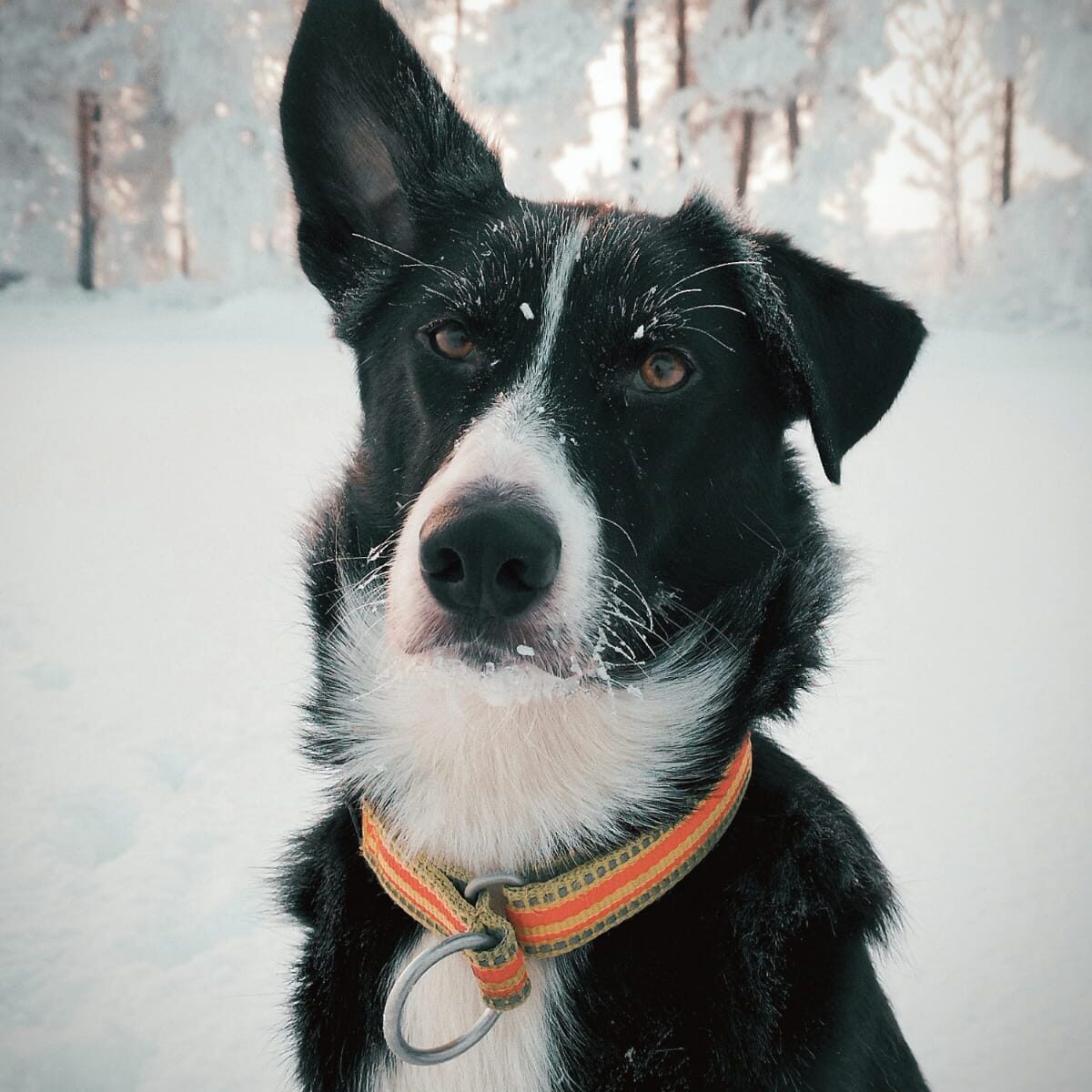 Peikko the Alaskan Husky ni a snowy landscape