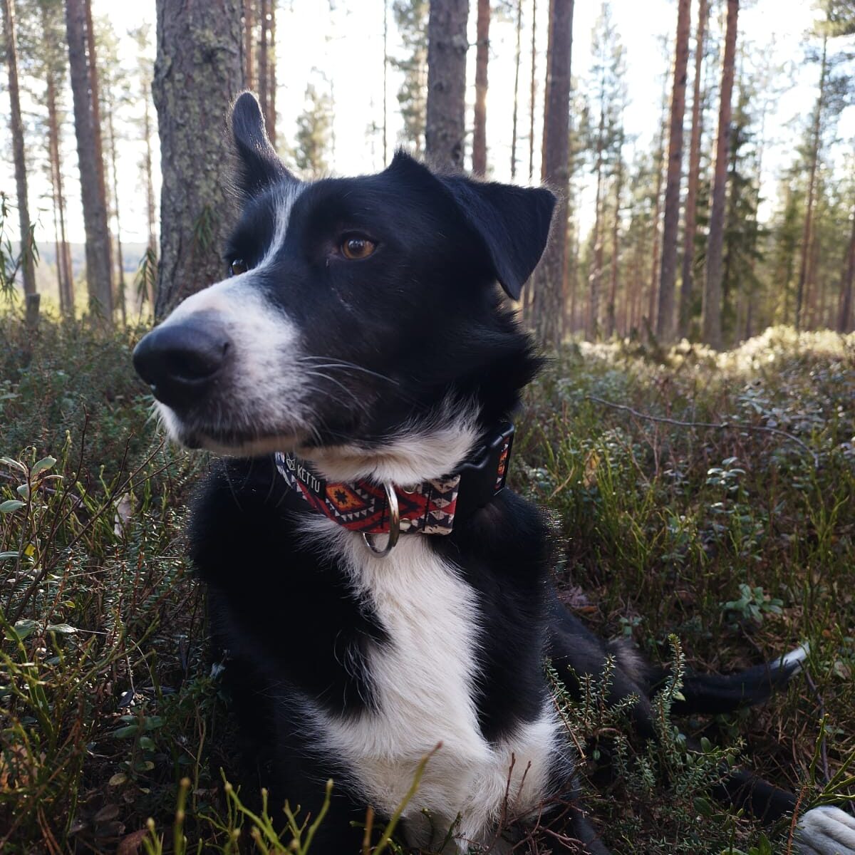 Peikko the Alaskan Husky in the forest