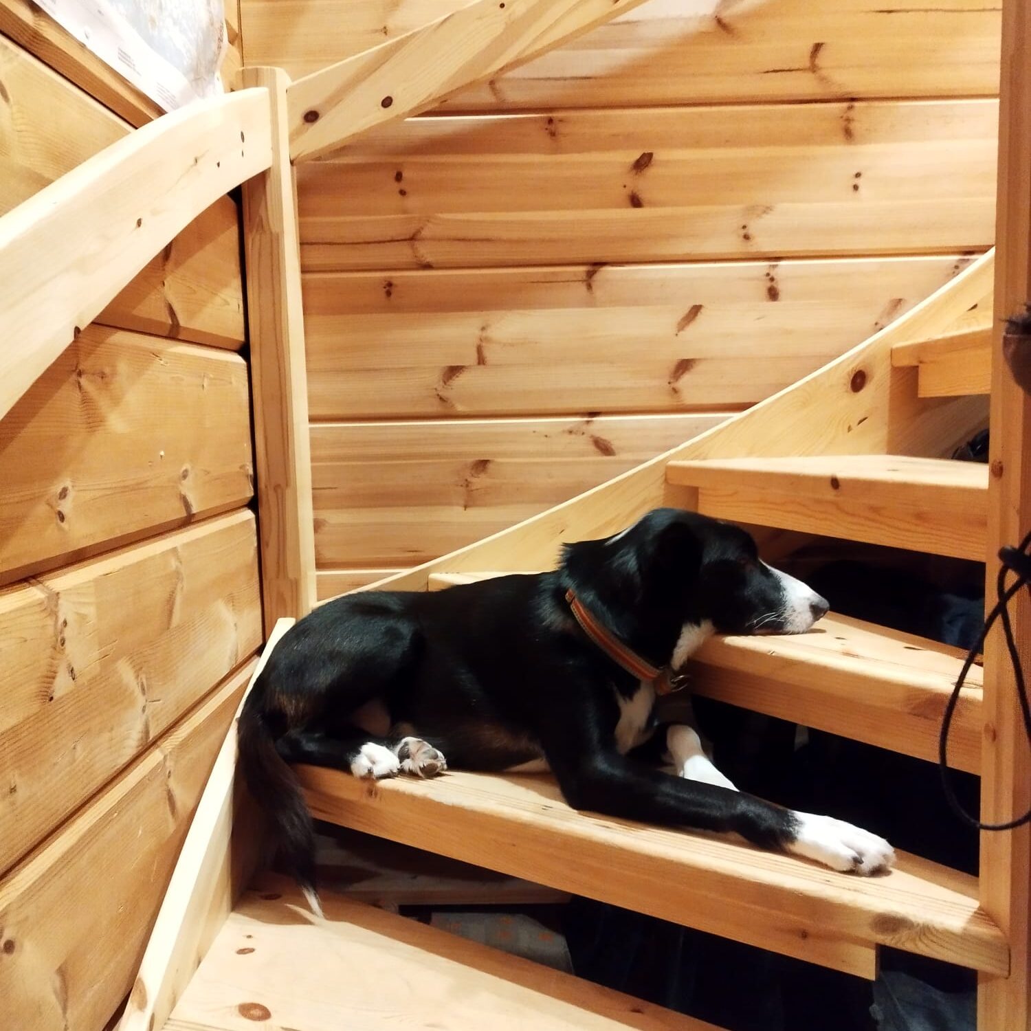 Peikko on his usual spot of the staff house stairs