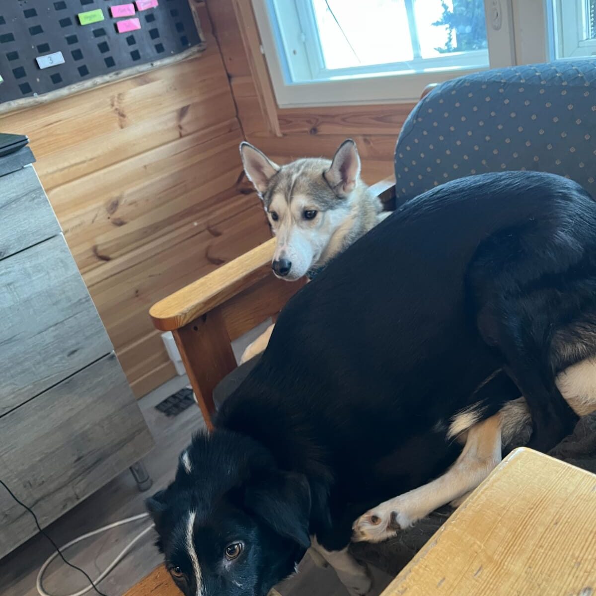 Peikko sharing the couch with Leia