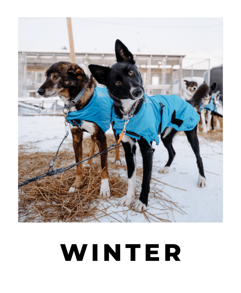 Interactive Virtual Tour of Bearhill Husky during the winter in Rovaniemi, Finnish Lapland