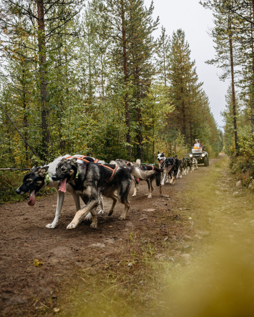 Alaskan Huskies during autumn training