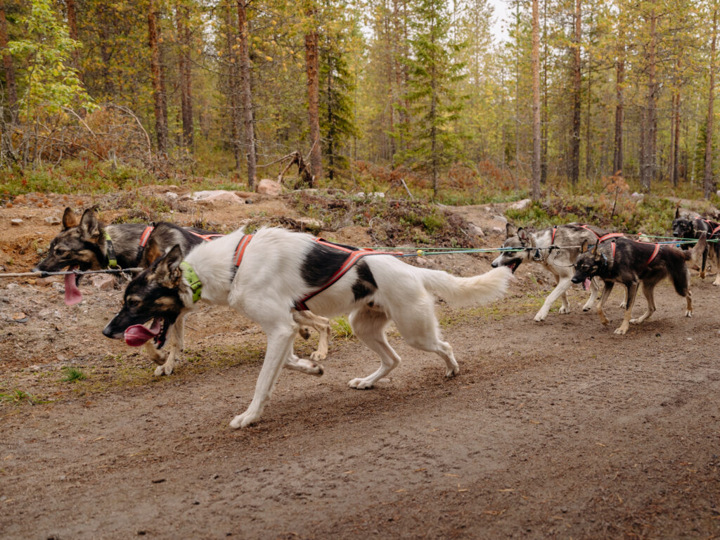 The yearlings pulling the ATV
