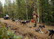 Alaskan Huskies having a water break during autumn training